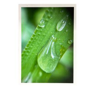 Cottage Series #1 ACEO Macro Photo *Limited Edition* Nature Mini Art Card